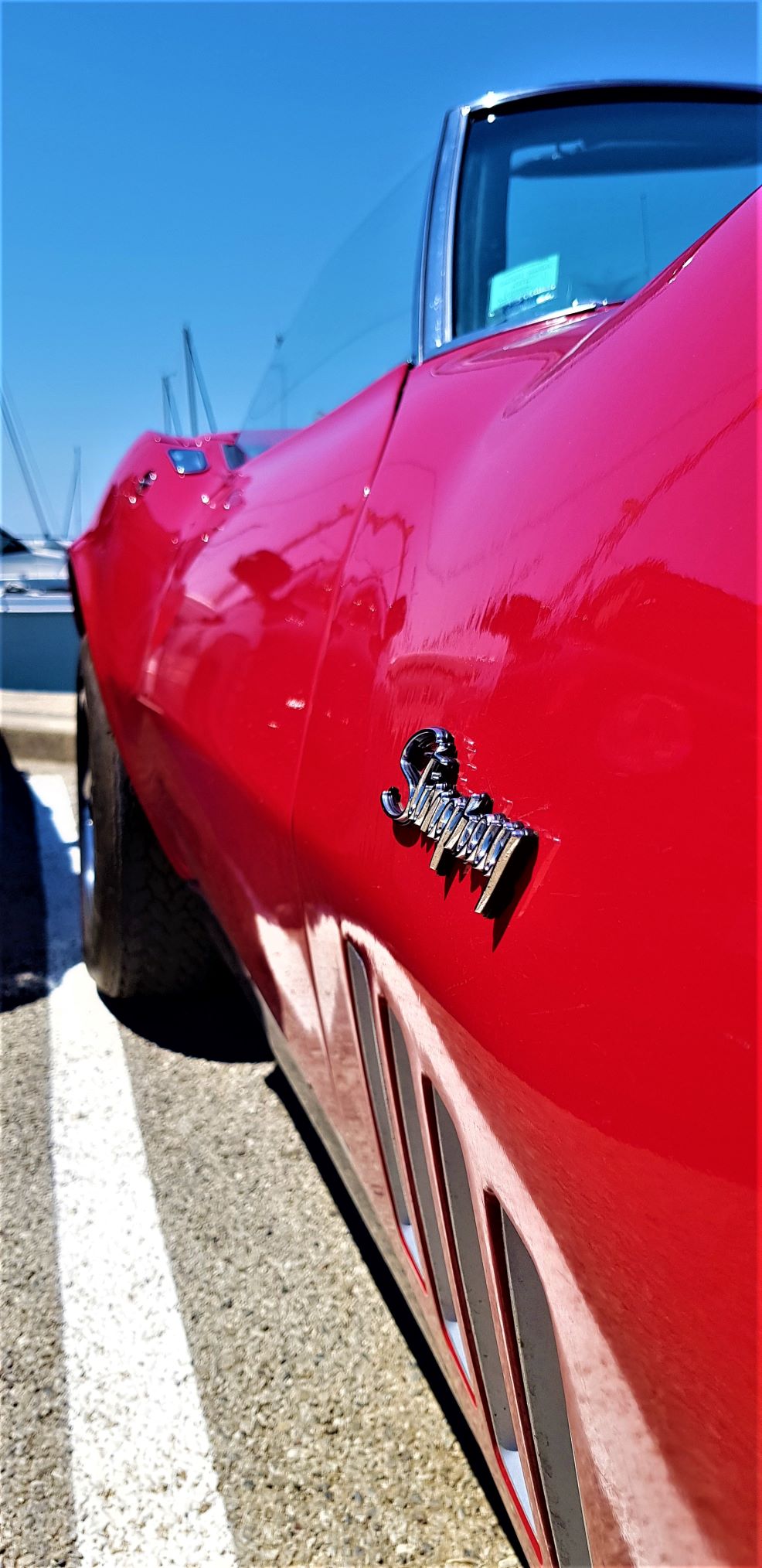 stingray